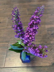 Butterfly Bush2